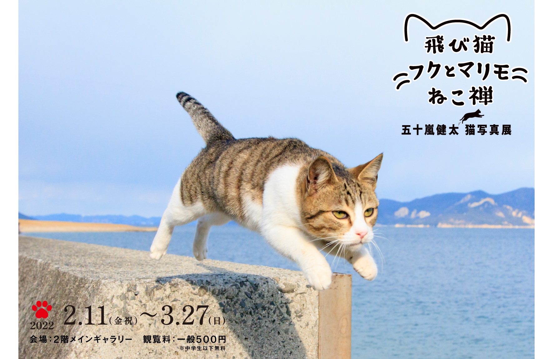 五十嵐健太 飛び猫写真展